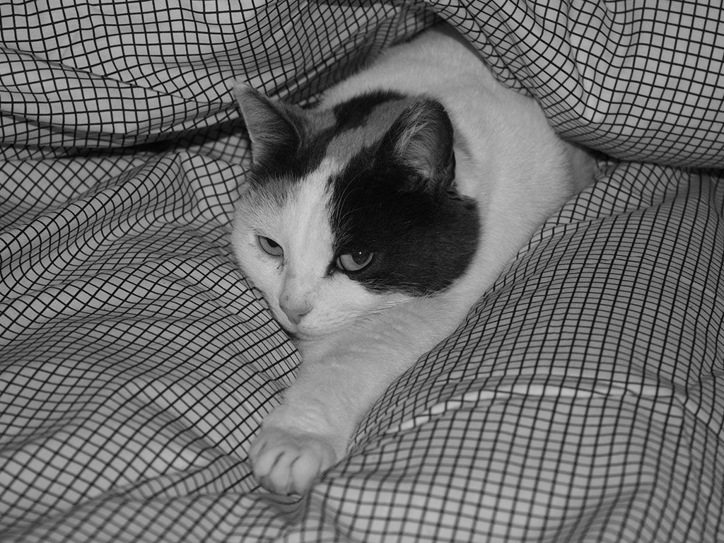 Cattus-Interruptus.jpg