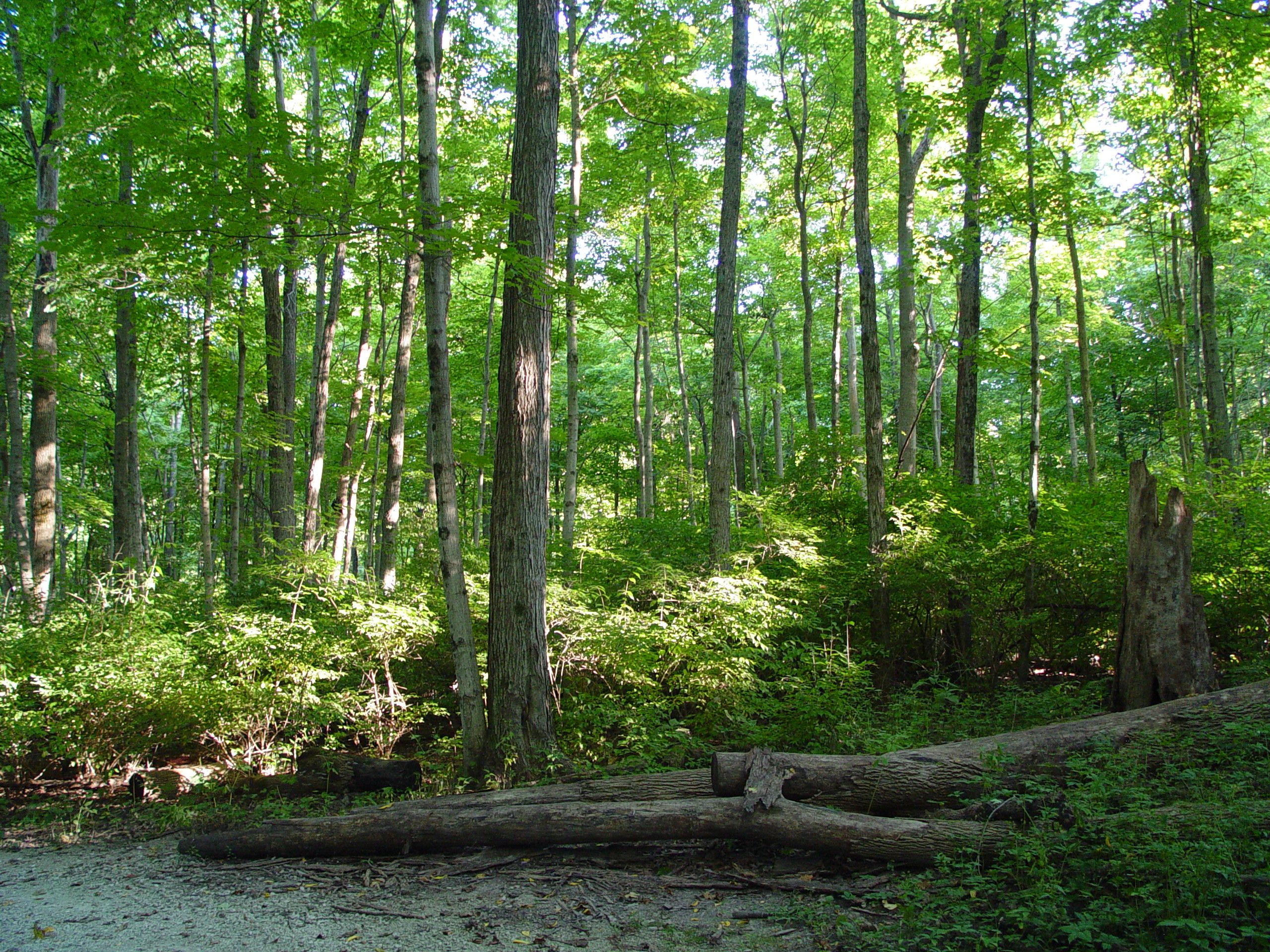 greenleaves.JPG