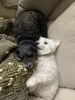 L7owRph.jpeg L7owRph.jpeg