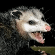 Arbystpossum