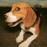 Dogmander